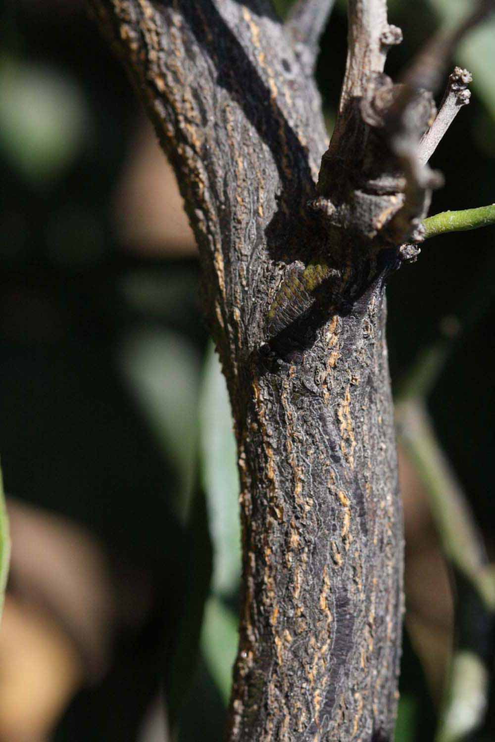              Second - third year twig (Riverside, CA)       